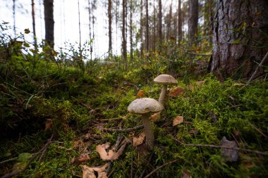 EDIBLE MÜZİK - Ormandaki bir meyvenin güzelliği