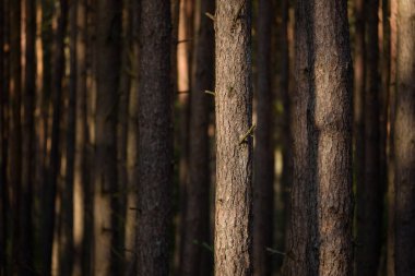 FOREST - Güneş ışığındaki çam manzarası