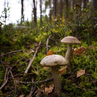 EDIBLE MÜZİK - Ormandaki bir meyvenin güzelliği