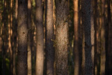 FOREST - Güneş ışığındaki çam manzarası