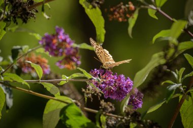 Kelebek - Çiçeklerdeki güzel renkli bir böcek