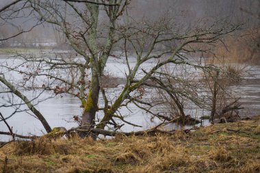 FLOOD - Yağmurdan sonra taşan nehir vadisi ve çayırlar