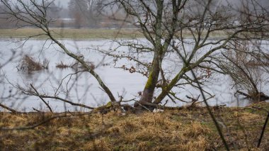 FLOOD - Yağmurdan sonra taşan nehir vadisi ve çayırlar