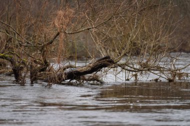 FLOOD - Yağmurdan sonra taşan nehir vadisi ve çayırlar