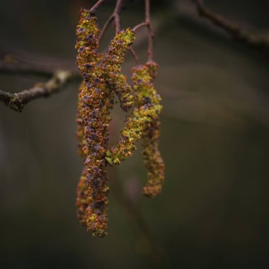 BLOMING HAZEL - Baharın ilk işareti