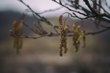 BLOMING HAZEL - Baharın ilk işareti