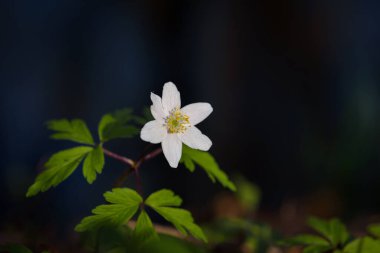 EARL Baharı - Parktaki ilk çiçekler