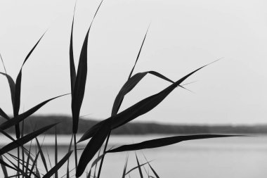 REEDS - Gölün kıyısındaki su bitkileri