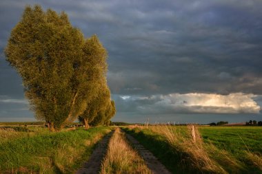COUTRYSIDE LANDSCAPE - Sıcak akşam güneşinde çimenlik ve toprak yol