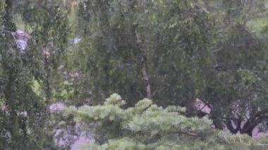 Yağmur - huş ağacı, çam ağacı, ıslak hava, hareket eden bir araba ve arka planda bir tren sireninin sesi