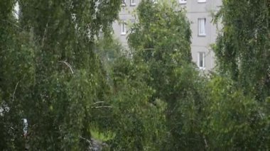 Yağmur - Ağaç ağaçları, ıslak hava ve fırtına sesleri Sırt çantalarında