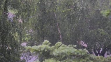Yağmur - huş ağacı ve çam ağaçları, ıslak hava, rüzgarın yapraklarda hışırdama sesi