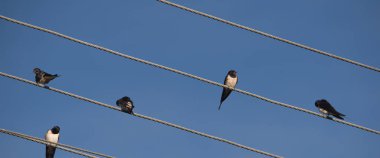 SWALLOWS - Birds sitting on overhead power line wires clipart