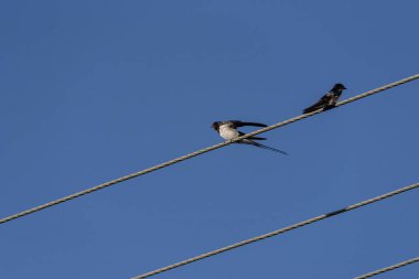 SWALLOWS - Birds sitting on overhead power line wires clipart