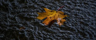 Akçaağaç yaprakları nehirden süzülüyor. Renkli ve nostaljik bir sonbahar manzarası.