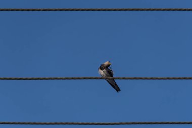 SWALLOWS - Birds sitting on overhead power line wires clipart