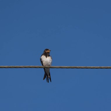 SWLOWS - Kabloların üzerinde oturan kuşlar