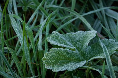 GROUND FROST - Cold frost on leaves of a small plant and on grass clipart