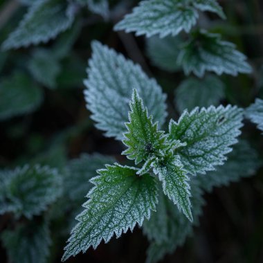 GROUND FROST - Cold frost on leaves of a small plant  clipart