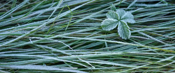 stock image GROUND FROST - Cold frost on green grass and on the leaves of a small plant