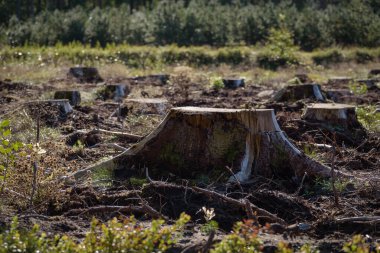 DEFORESTASYON - Ormanda kesilmiş ağaçlar