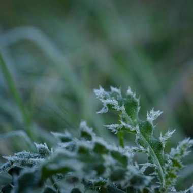 GROUND FROST - Cold frost on leaves of a small plant  clipart