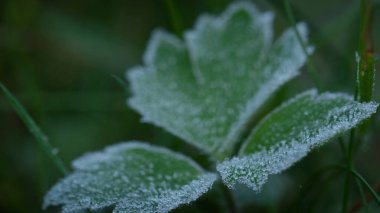 GROUND FROST - Cold frost on leaves of a small plant  clipart