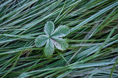 GROUND FROST - Cold frost on green grass and on the leaves of a small plant clipart