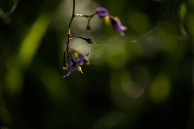 Çiyli bir çayırda çiçek açan bitkiler.