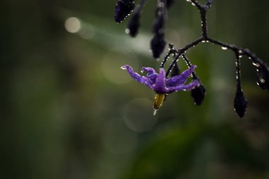 Çiyli bir çayırda çiçek açan bitkiler.