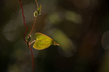 LeAF - Güneş ışığında renkli bir sonbahar bitkisi 