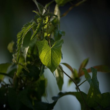 FiELD BINDweed - Güneşin altındaki güzel bir bitkinin yeşil yaprakları 