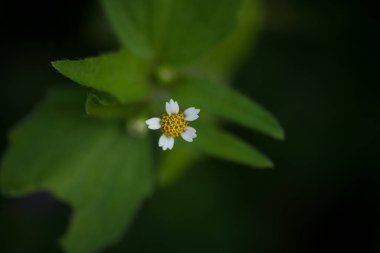 GALLAND ASKERİ Çiyin içindeki bir çayırda çiçek açan bitkiler