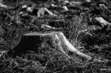 DEFORESTASYON - Ormanda kesilmiş ağaçlar