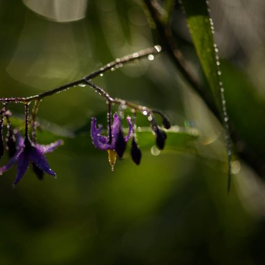 Çiyli bir çayırda çiçek açan bitkiler.