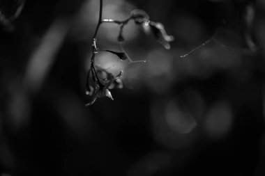 Çiyli bir çayırda çiçek açan bitkiler.