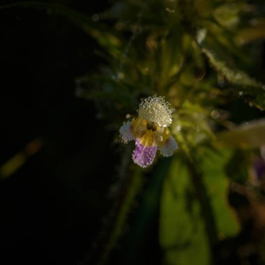 Çiyli bir çayırda çiçek açan bitkiler.