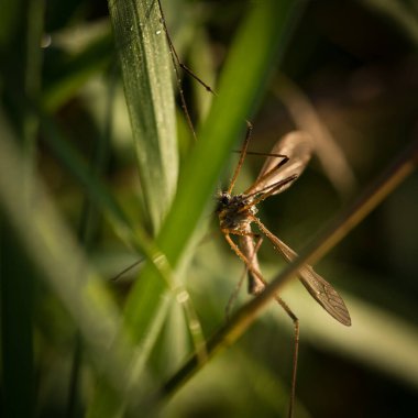 MARSH CRANE FLY (Tipula paludosa) - Sabah çiğ damlalarında çimlerin üzerinde büyük bir böcek