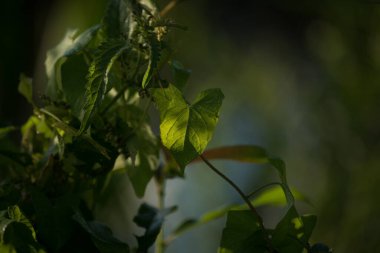 FiELD BINDweed - Güneşin altındaki güzel bir bitkinin yeşil yaprakları 