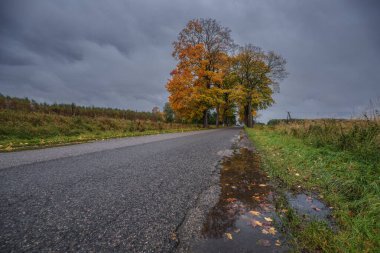 AUTUMN - Yol kenarındaki su birikintisi ve yol boyunca büyüyen akçaağaç yaprakları