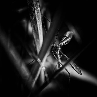 MARSH CRANE FLY (Tipula paludosa) - Sabah çiğ damlalarında çimlerin üzerinde büyük bir böcek