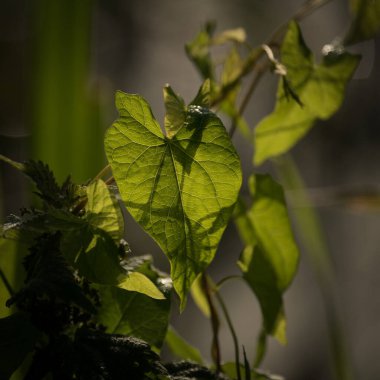 FiELD BINDweed - Güneşin altındaki güzel bir bitkinin yeşil yaprakları 