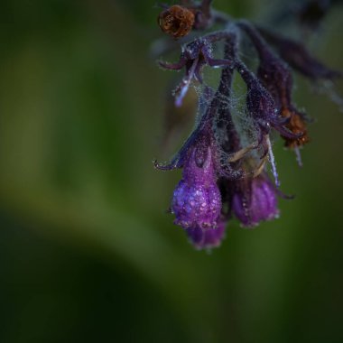 AUTUMN LANDSCAPE - Sabah çiy damlalarında bir kır çiçeği
