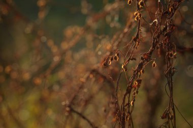 AUTUMN LANDSCAPE Vahşi bir çayırda kuru çalı