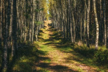 AUTUMN LANDSCAPE - Sunny weather in a colorful birch forest clipart