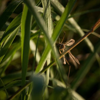 MARSH CRANE FLY (Tipula paludosa) - A large insect in the grass in drops of morning dew clipart