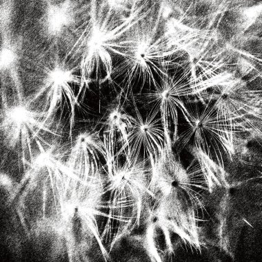 DENDELION - Hafif ve kabarık tohumlar