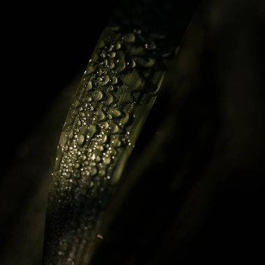 Nehir Vadisi 'ndeki yeşil yaprakların üzerindeki sabah nemi Nehir Işığı' ndaki ıslaklık.