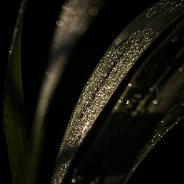 Nehir Vadisi 'ndeki yeşil yaprakların üzerindeki sabah nemi Nehir Işığı' ndaki ıslaklık.