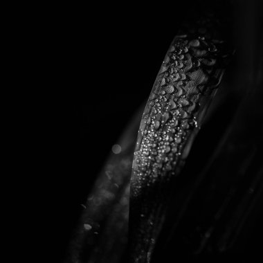 Nehir vadisindeki yeşil yaprakların üzerinde sabah nemli bir sabah çimleri var.